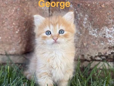 Kittens for Sale