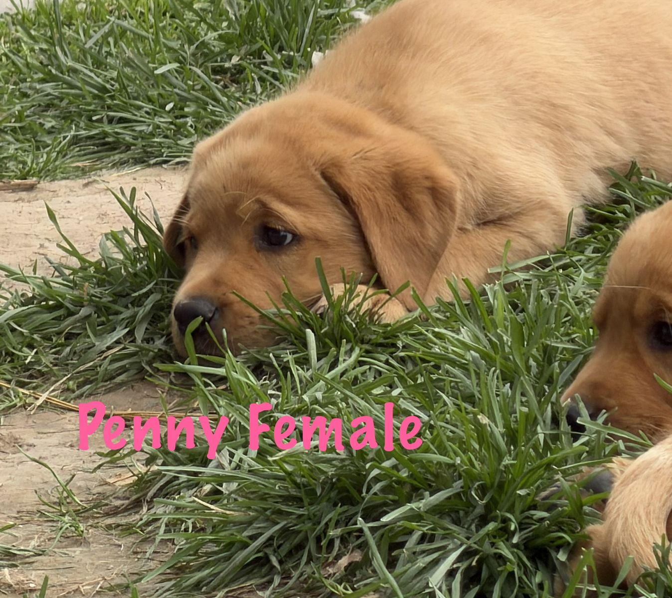 AKC papered purebred Labrador (lab) puppies Fox Red