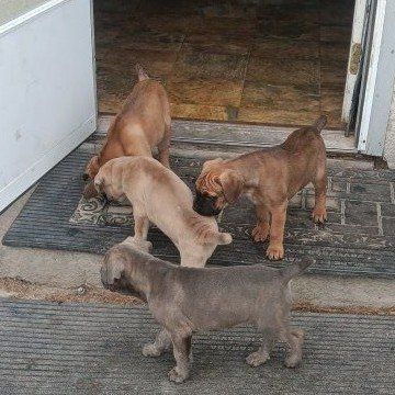 Easter cane corso puppies