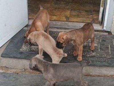 Easter cane corso puppies