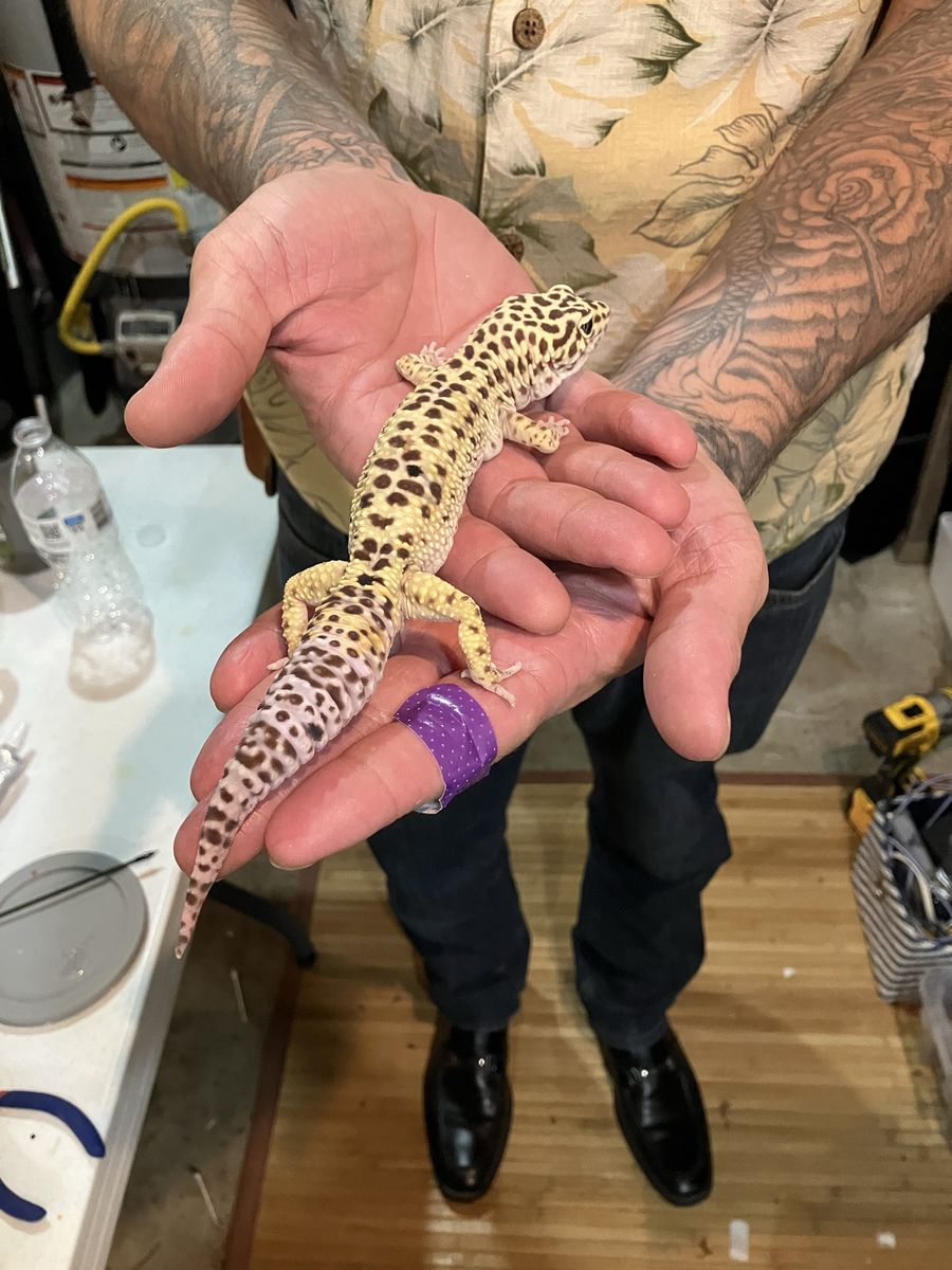 Healthy Leopard Gecko - Spotted Pet Reptile
