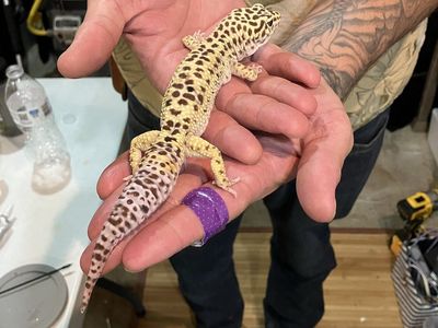 Healthy Leopard Gecko - Spotted Pet Reptile
