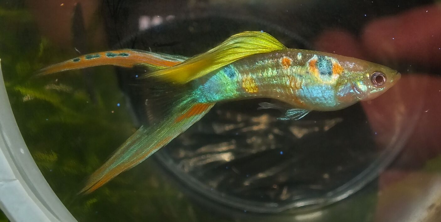 Fancy Swordtail Guppies