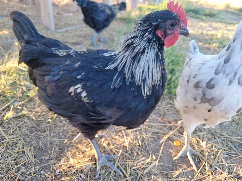 Easter Egger Cockerel