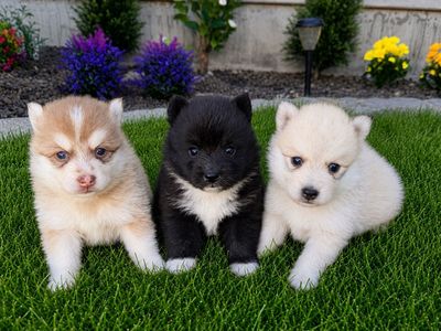 Adorable Pomsky Puppies for Sale - Various Colors