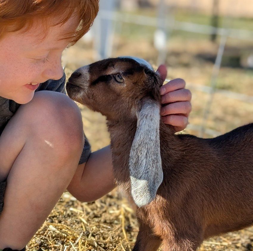 Beautiful Friendly Purebred Nubian bucklings