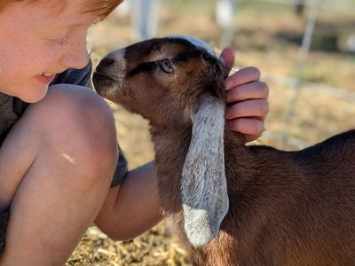 Beautiful Friendly Purebred Nubian bucklings