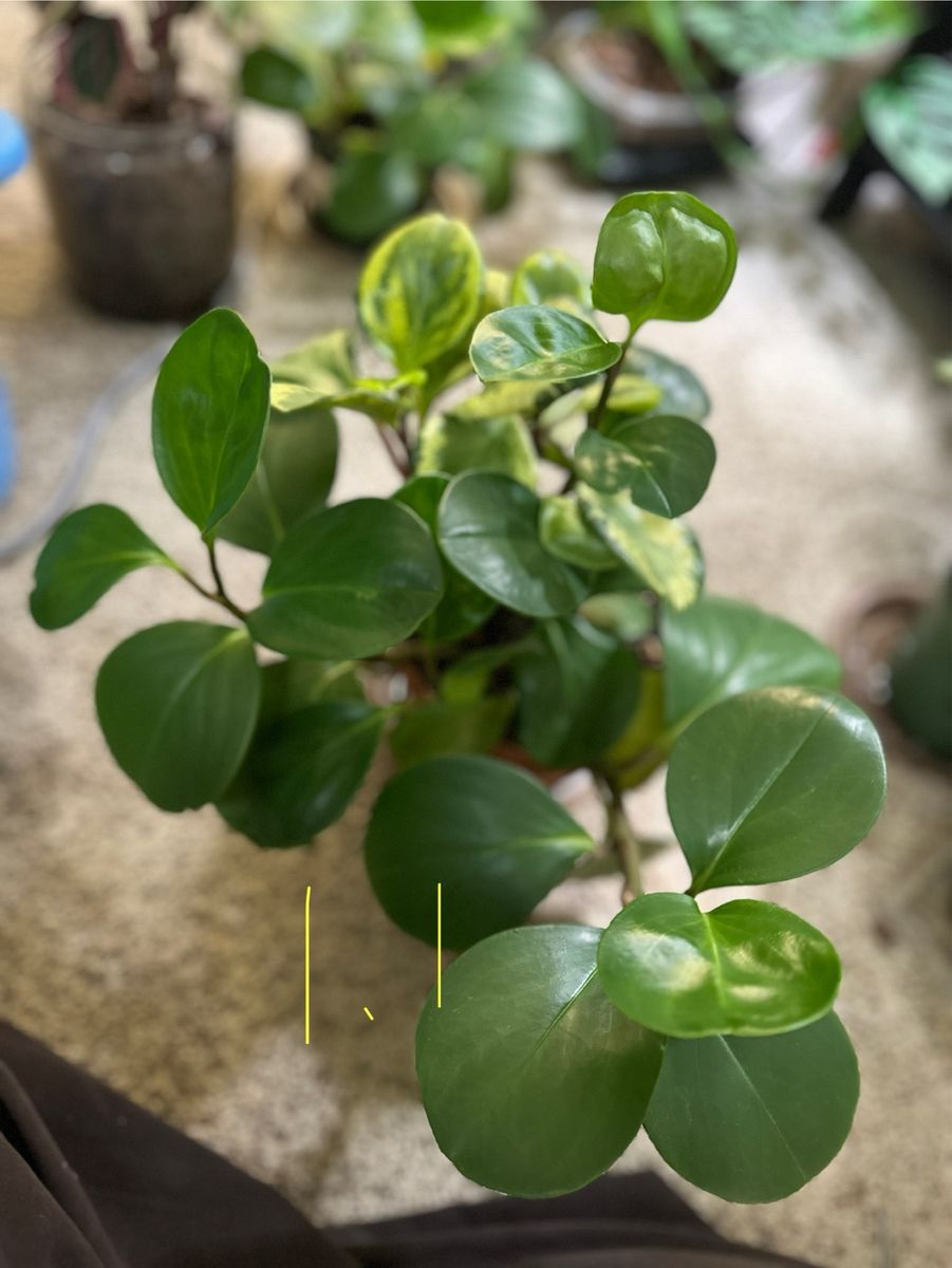Peperomia Obtusifolia 6” Potted Houseplant Set
