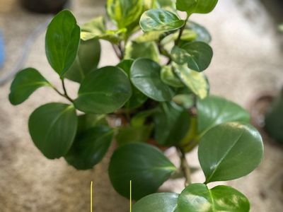 Peperomia Obtusifolia 6” Potted Houseplant Set