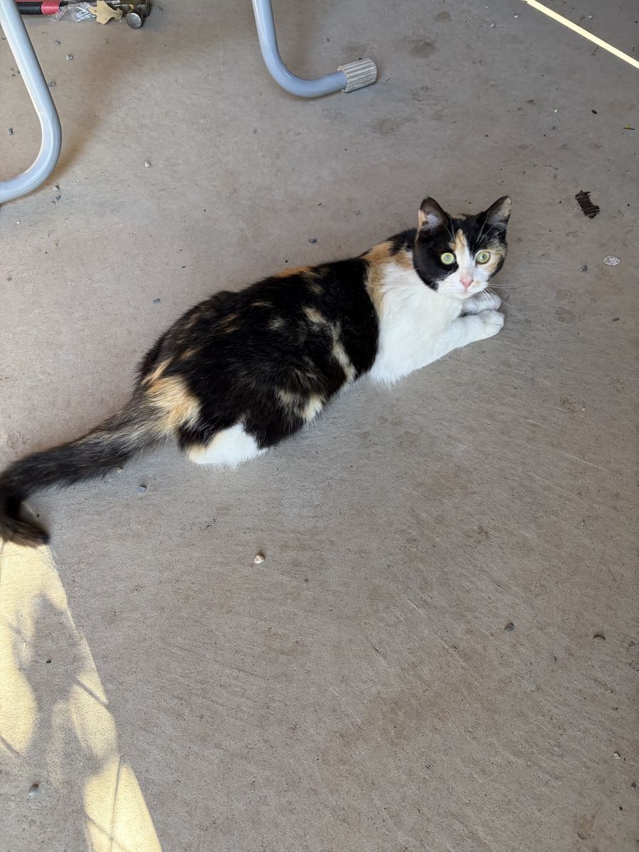 Calico Cat