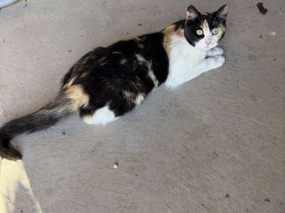 Calico Cat
