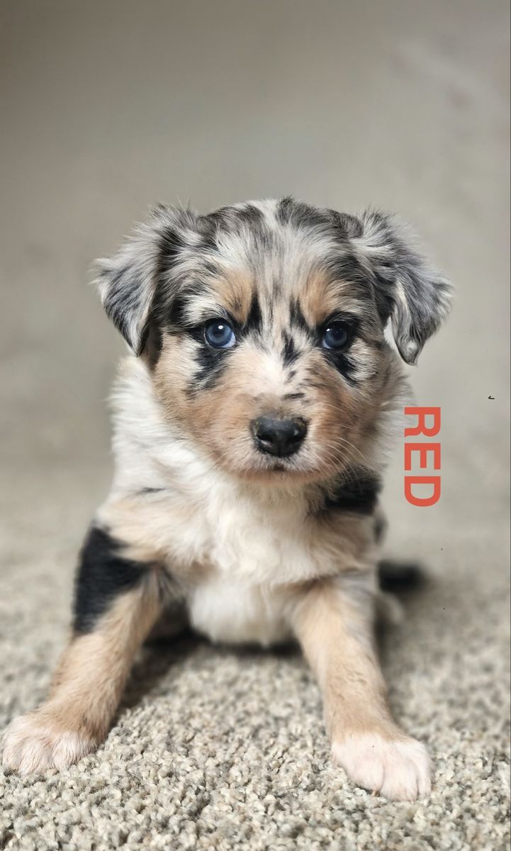 Border Collie Puppies - Merles, Tri's, Tri Merles