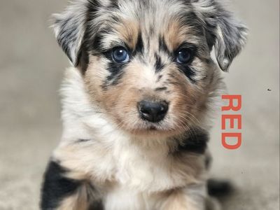 Border Collie Puppies - Merles, Tri's, Tri Merles