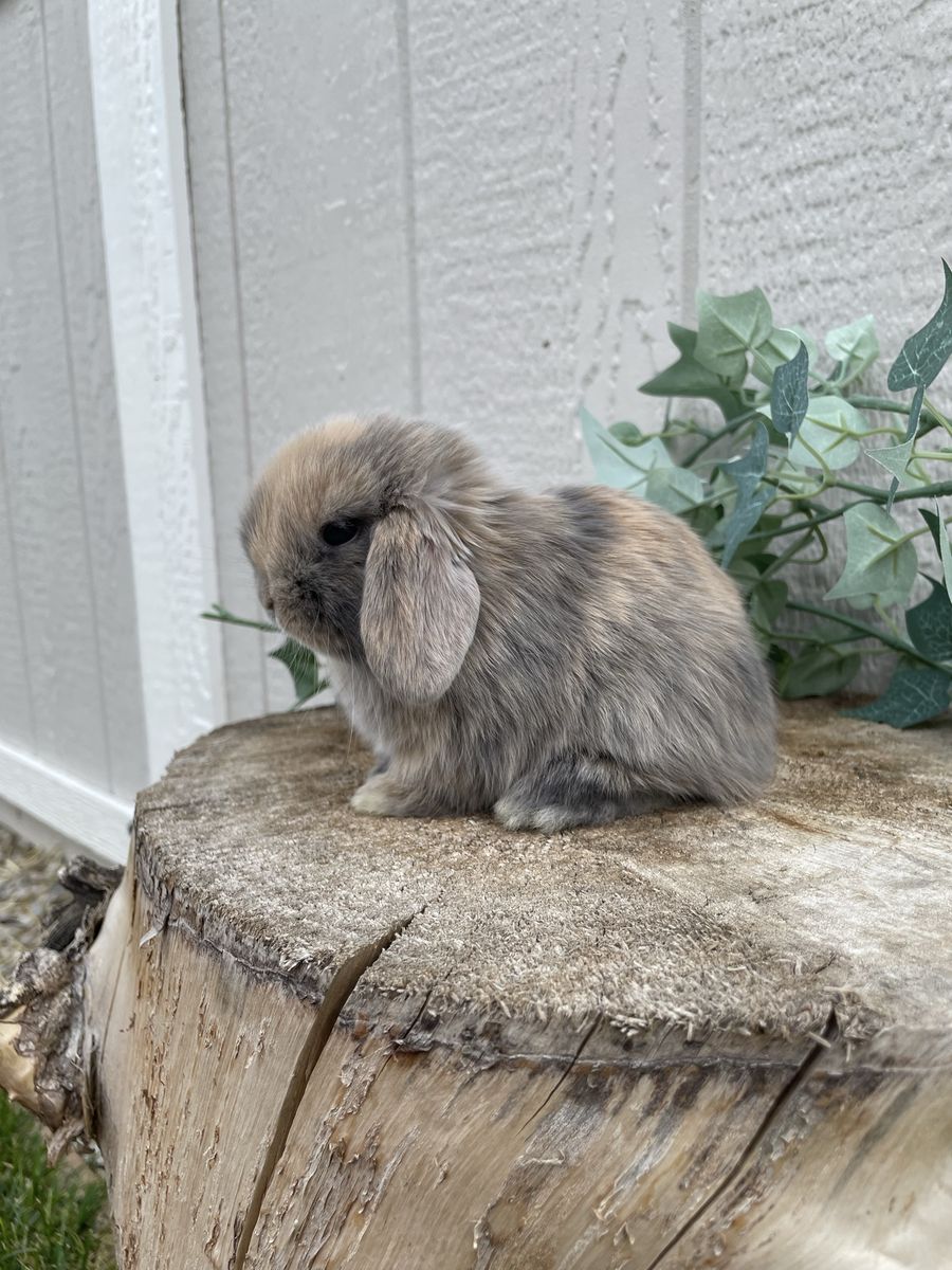 Purebred Holland Lop Buck (fully pedigreed) 
