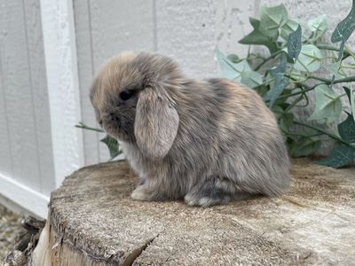 Purebred Holland Lop Buck (fully pedigreed)
