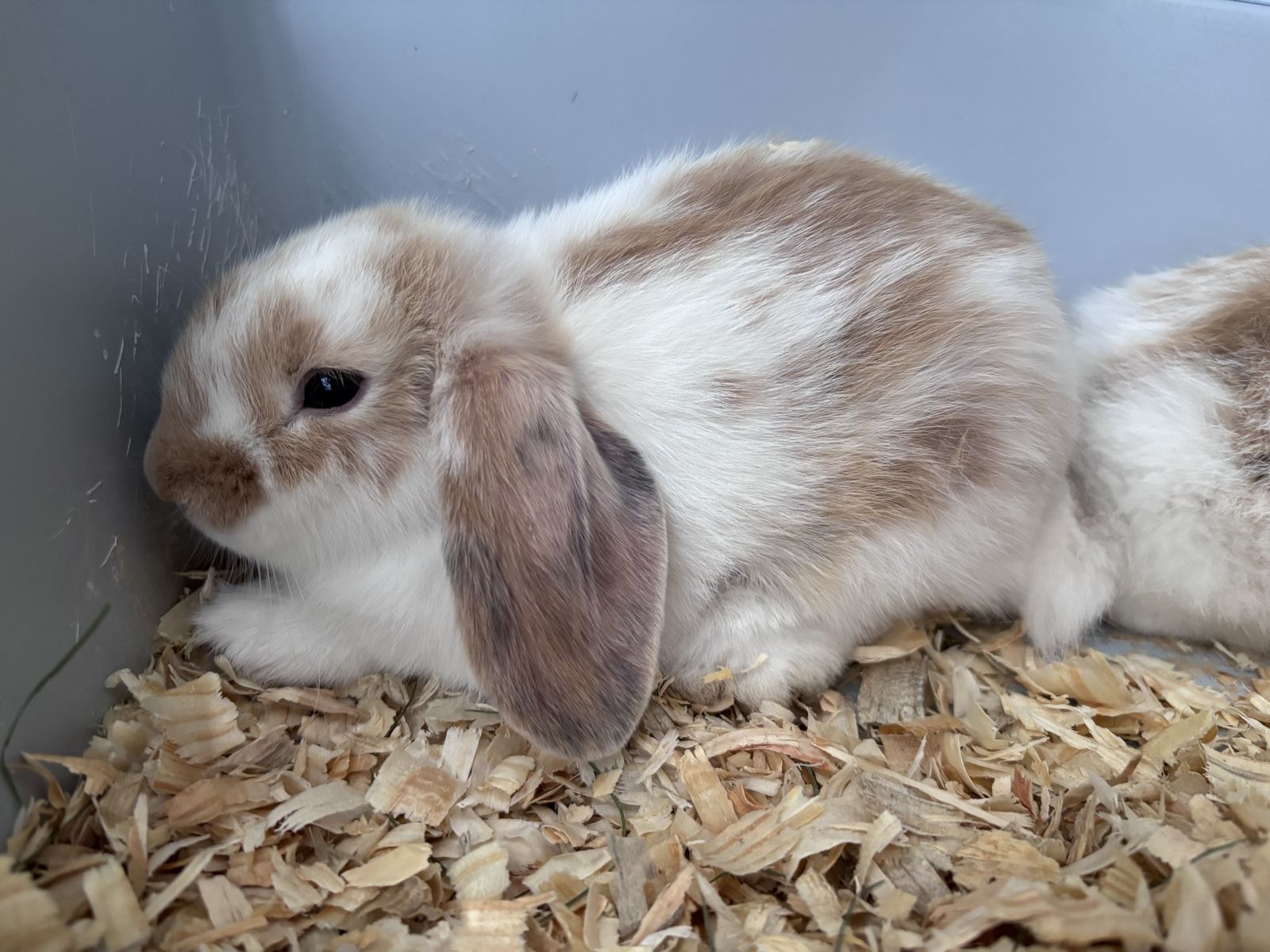 Baby bunnies 