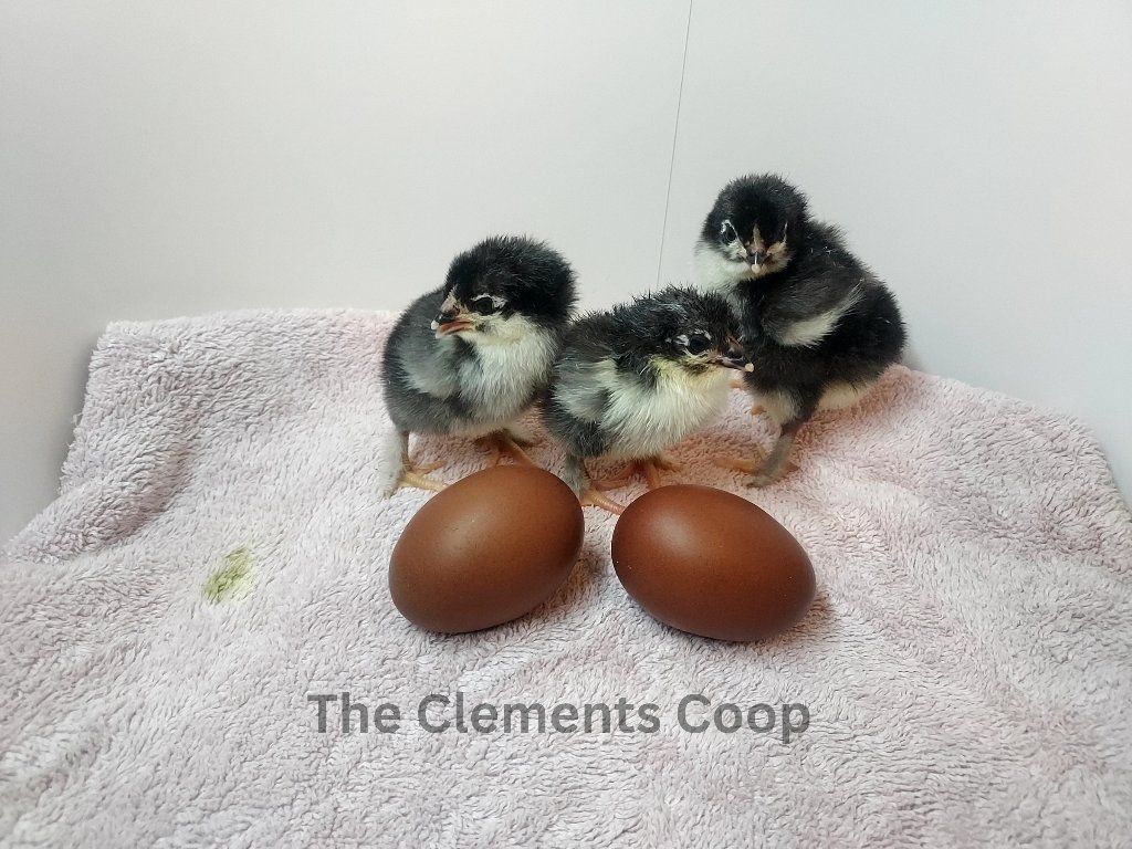 Chicks Black Copper Marans and Back Crossed Olive