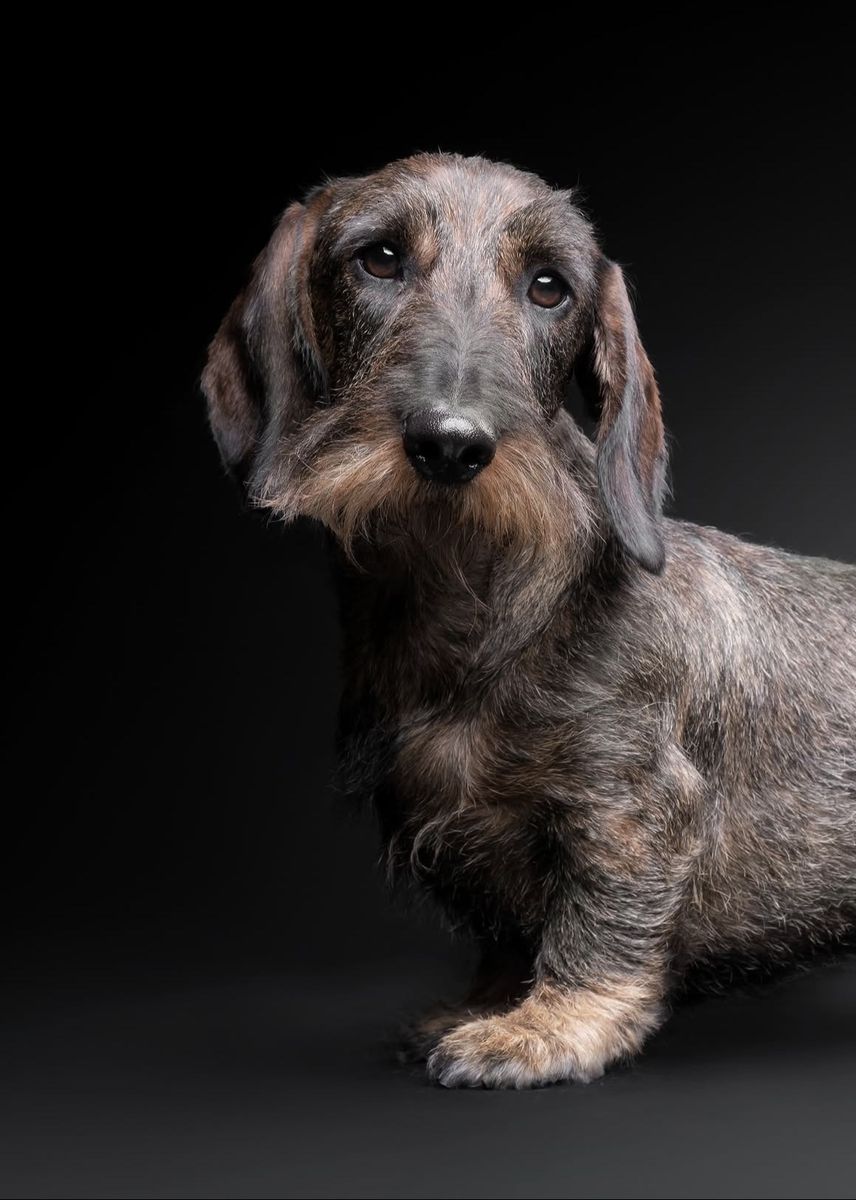 Wire-haired Dachshund Puppy needed