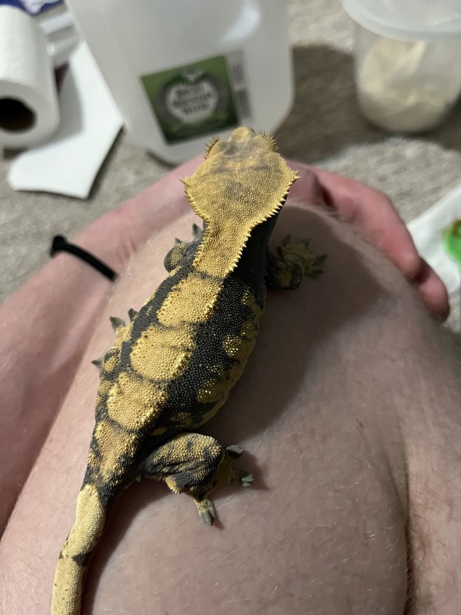 Female Crested Gecko