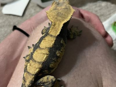 Female Crested Gecko
