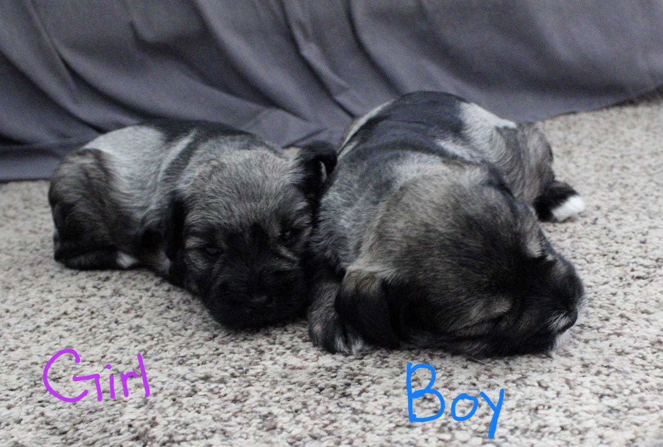 Mini schnauzers
