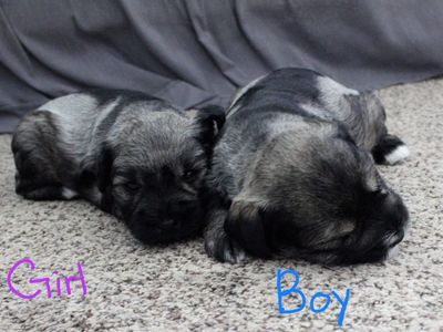 Mini schnauzers