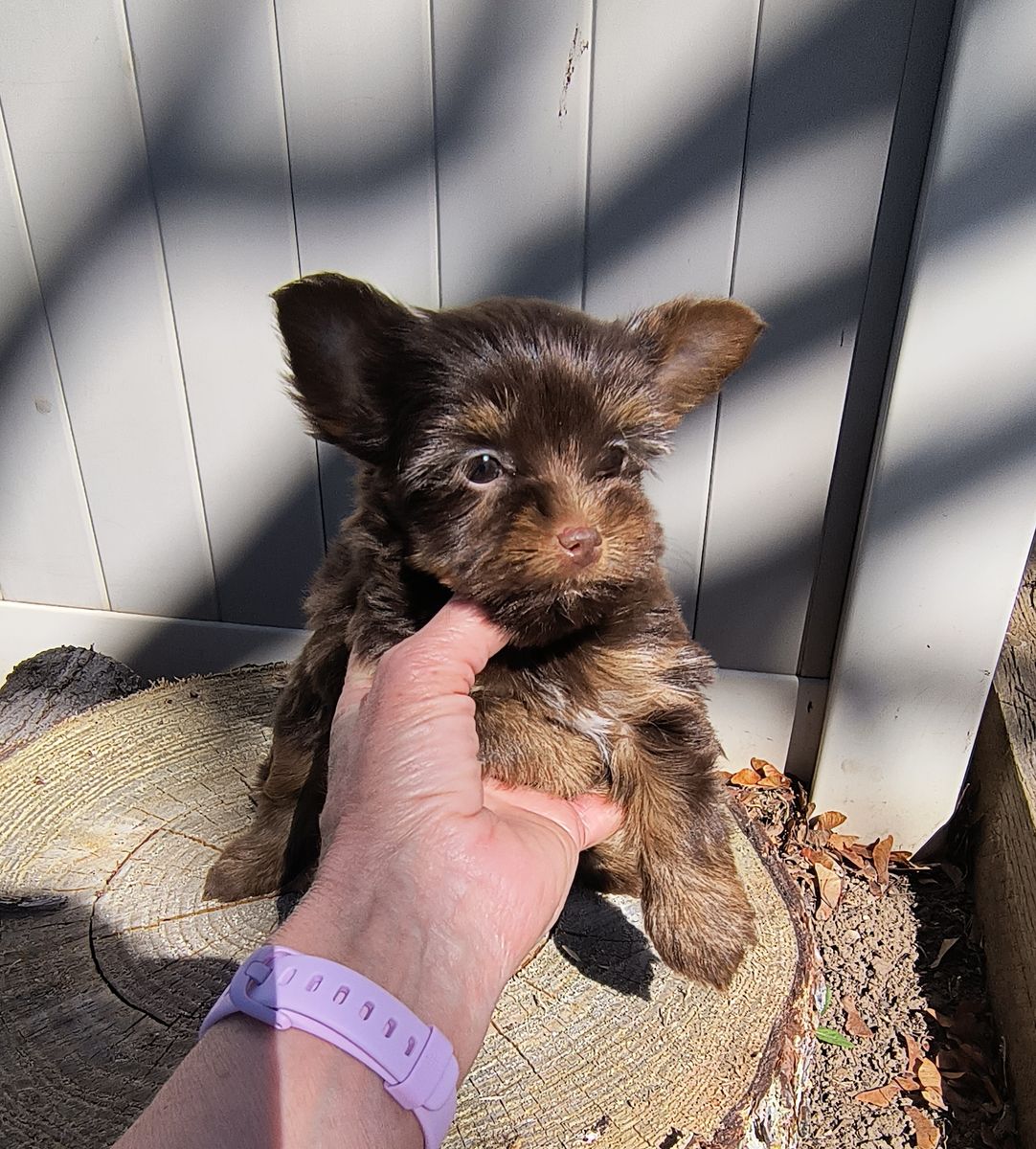 Fiona Small Female Yorkie Puppy (Yorkshire Terrier)