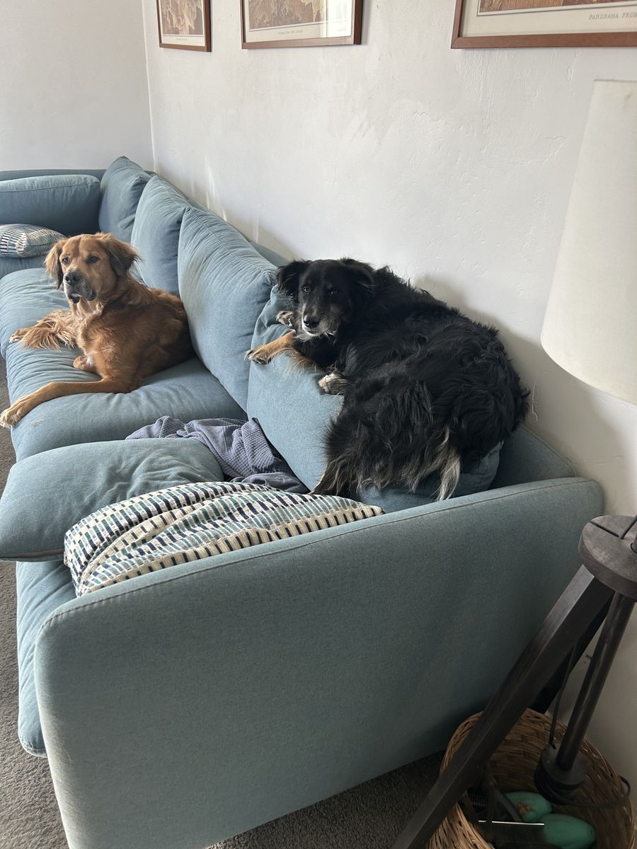 5 YO Mini American Shepard