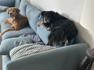 5 YO Mini American Shepard