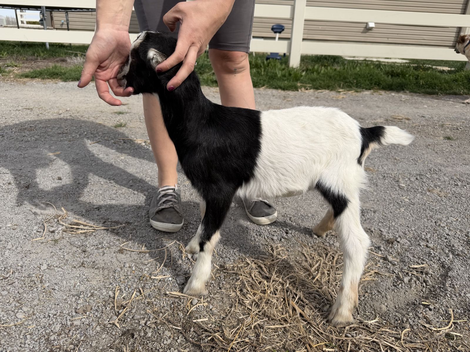 3 month old Lamancha buckling