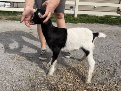 3 month old Lamancha buckling