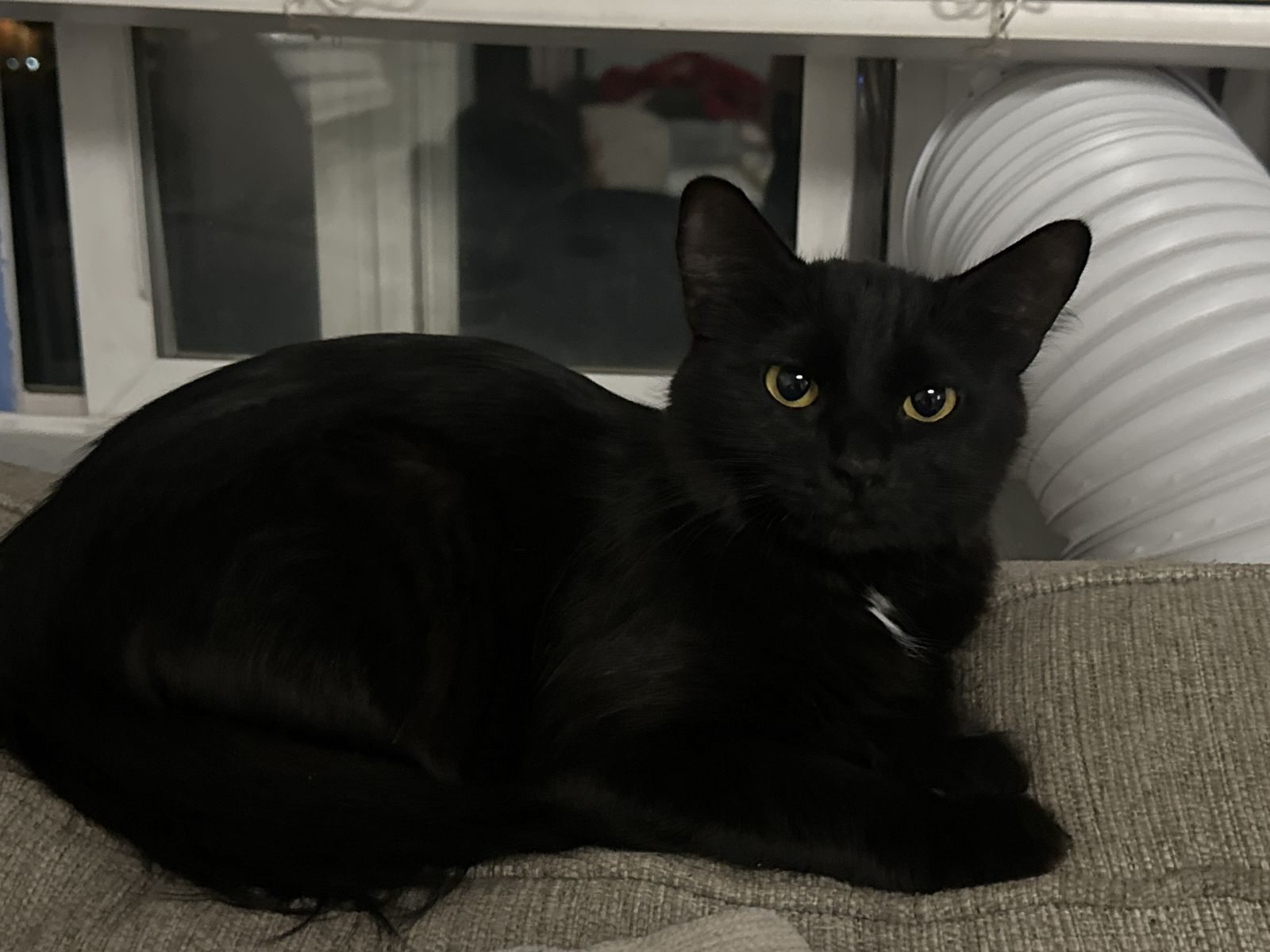Bow Tie Female