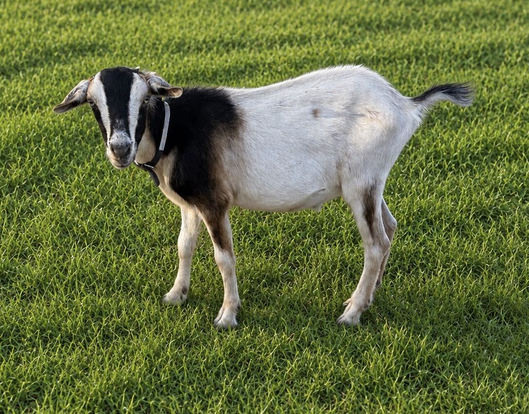 1yr old wether mini nubian