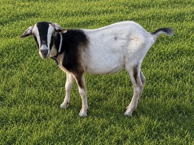 1yr old wether mini nubian