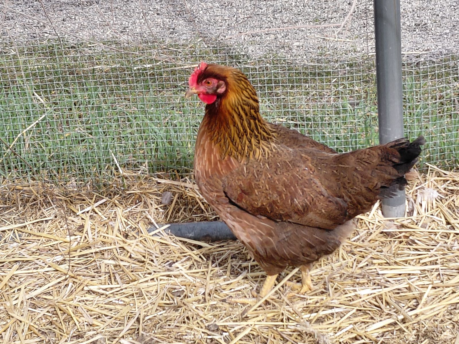 A160268 Bunty is Available for Adoption!