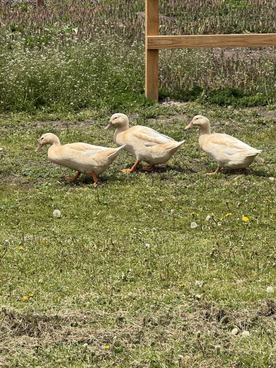 Baby Buff Orpington Ducks or Ducklings