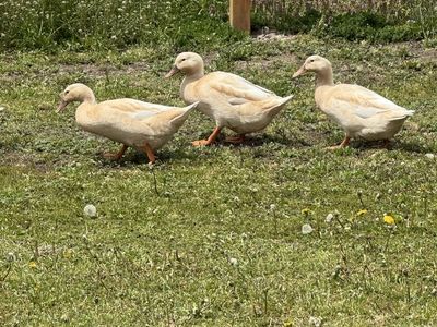 Baby Buff Orpington Ducks or Ducklings