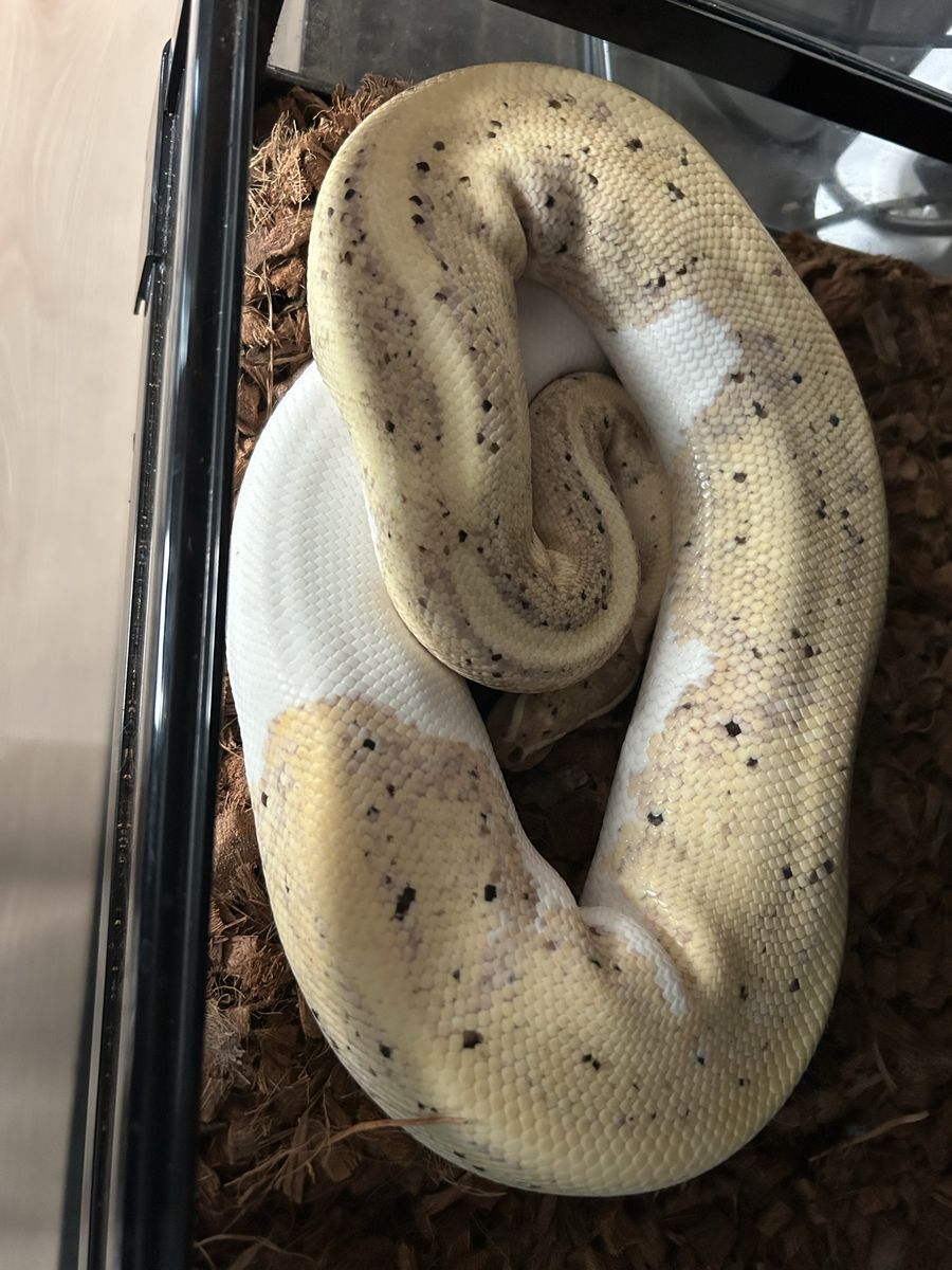 Female Banana Pied Ball Python