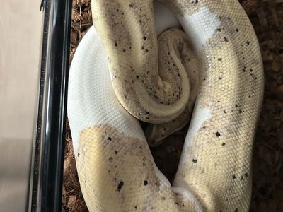 Female Banana Pied Ball Python