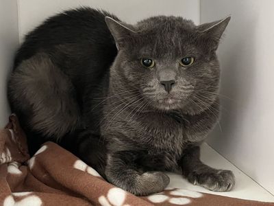 Hello my name is Poseidon