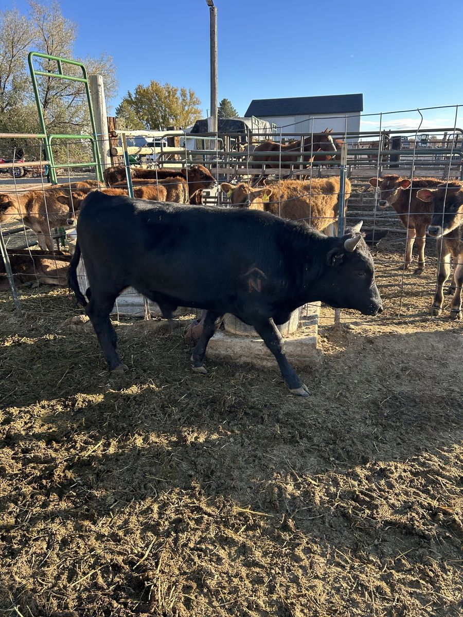 BLACK Corriente Bull