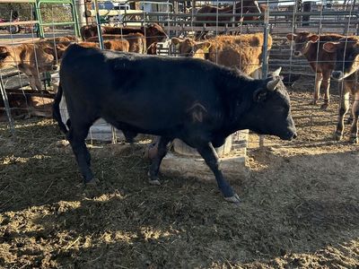 BLACK Corriente Bull