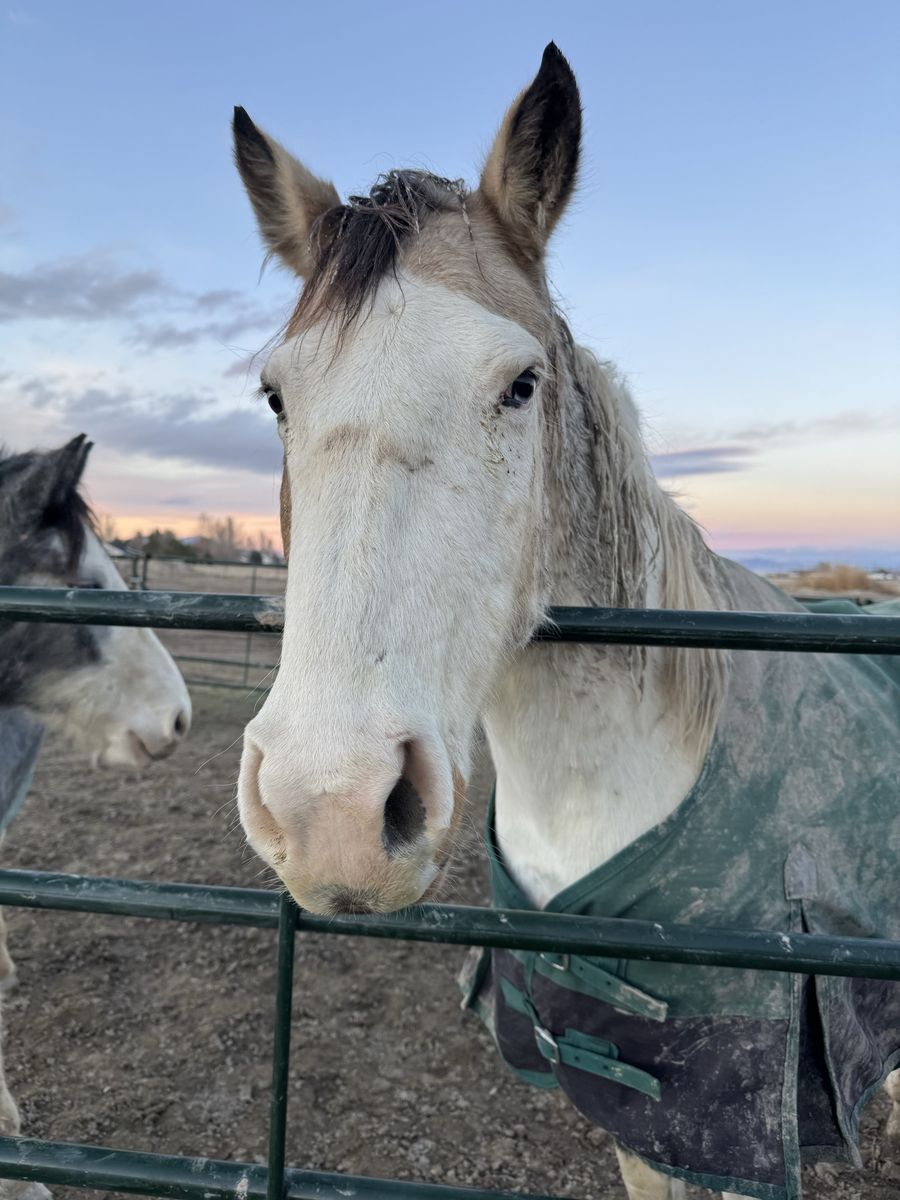 Gorgeous Paint Mare 11y
