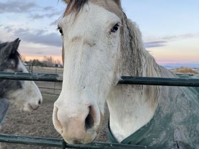 Gorgeous Paint Mare 11y