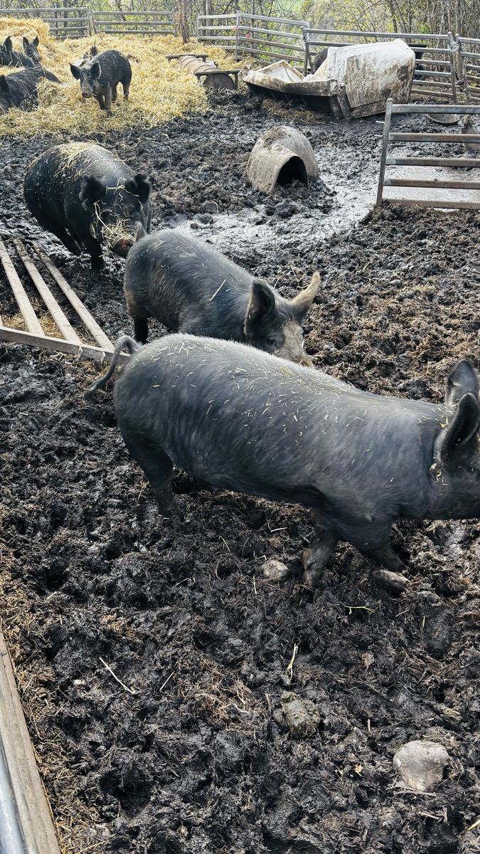 Purebred Berkshire Pigs