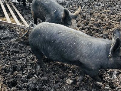 Purebred Berkshire Pigs