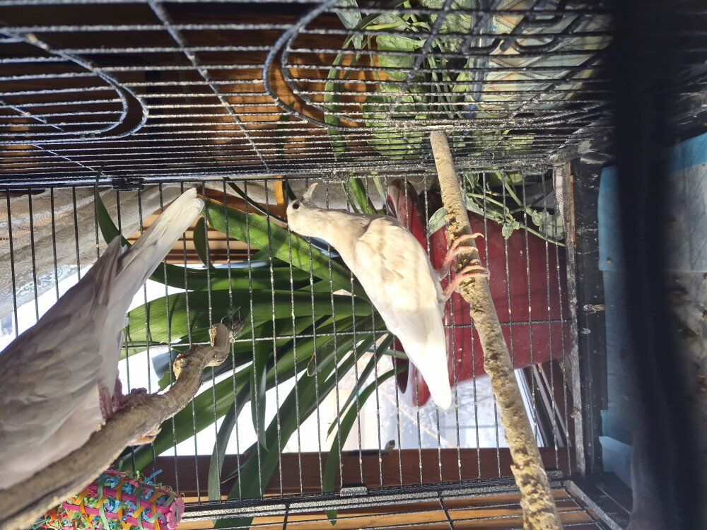 African ringneck doves