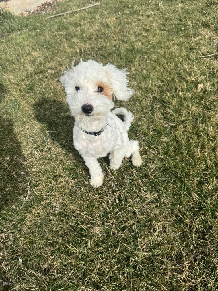 Toy Size Goldendoodle
