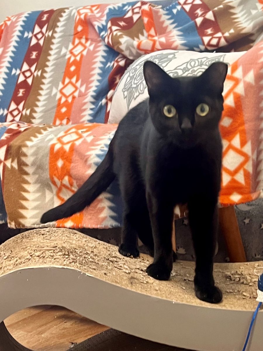 Sweet Young Honey Looking for Her Forever Home — No Adoption Fee
