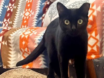 Sweet Young Honey Looking for Her Forever Home — No Adoption Fee